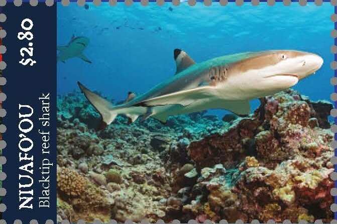 Blacktip Reef Shark