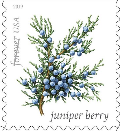 Juniper Berry