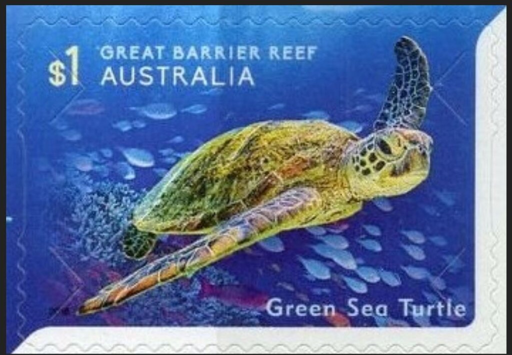 Green Sea Turtle