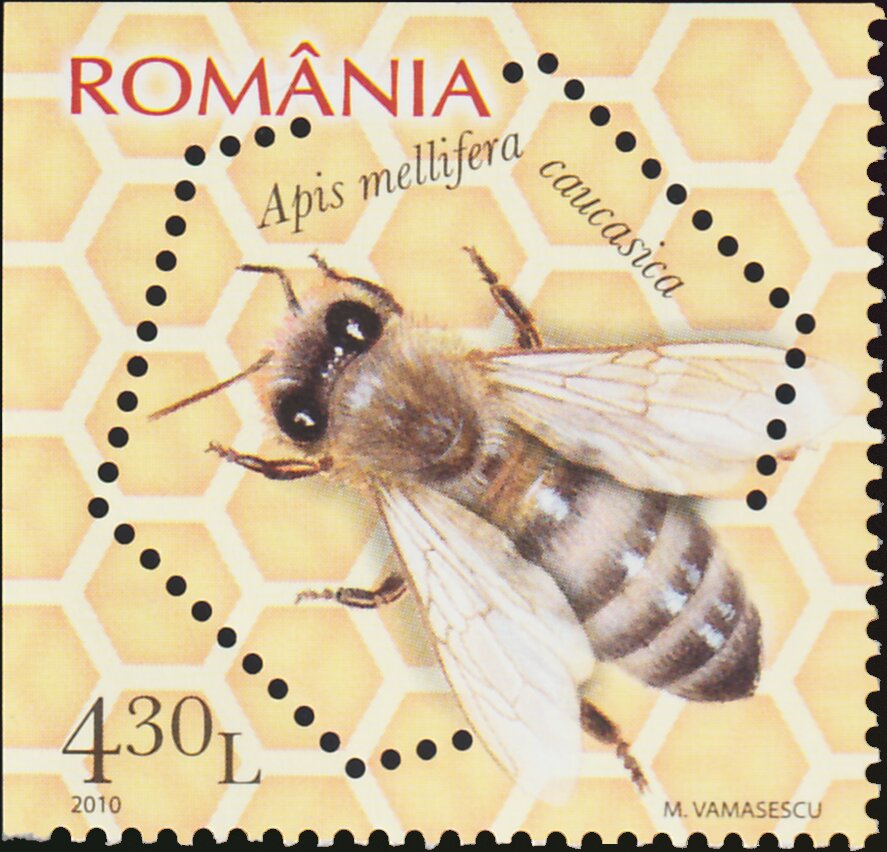 Caucasian Honey Bee (Apis mellifera caucasica)