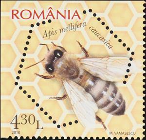 Stamp, Caucasian Honey Bee (Apis mellifera caucasica), Romania,  , Animals (Fauna), Bees, Insects