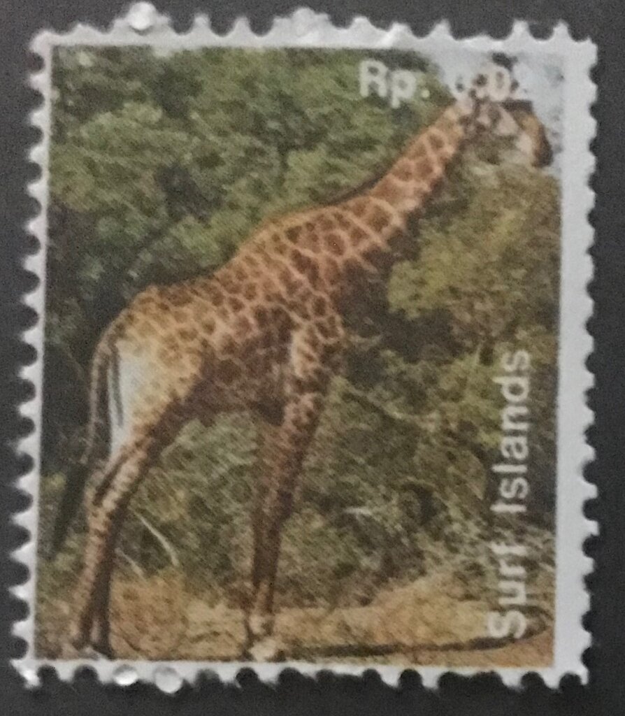 African Fauna - giraffe