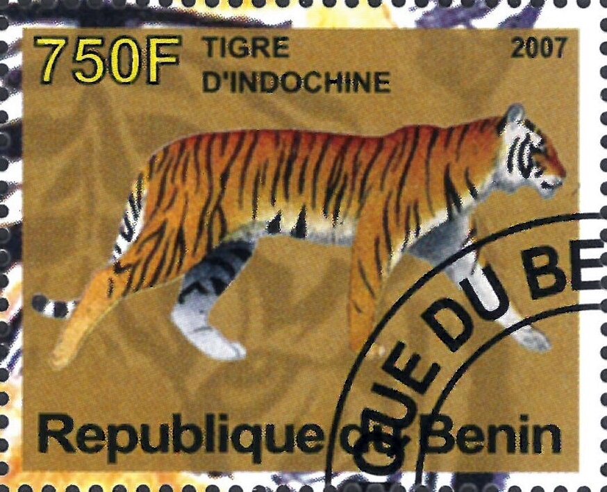 Tigre d'Indochine