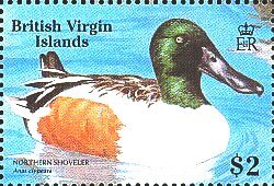 Northern Shoveler (Anas clypeata)