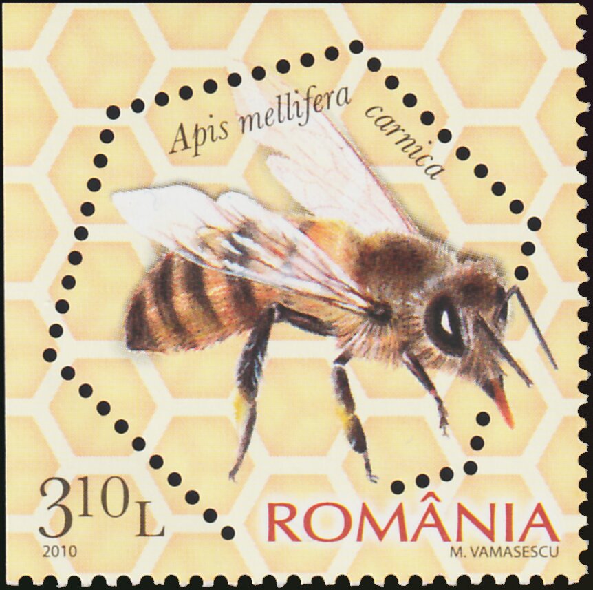 Carniolan Honey Bee (Apis mellifera carnica)