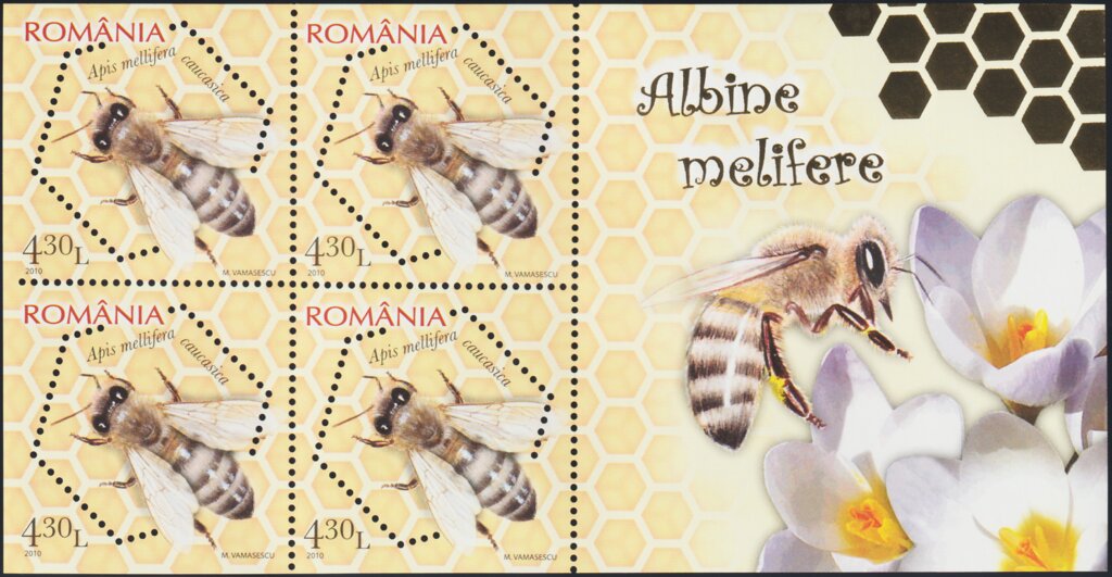 Caucasian Honey Bee (Apis mellifera caucasica)