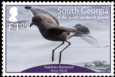 Restored Habitats : Storm Petrel