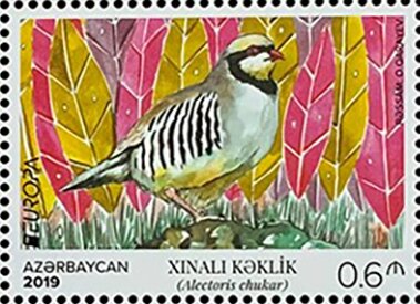 Chukar Partridge