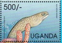 Blackedge Moray (Gymnothorax nigromarginatus)