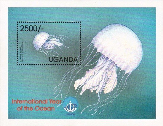 Sea Nettle (Chrysaora quinquecirrha)