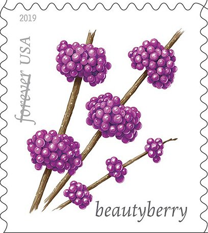 Beautyberry