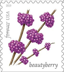 Stamp, Beautyberry, United States of America,  , Fruits, Plants (Flora)