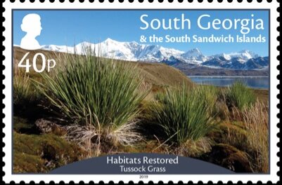 Restored Habitats : Tussock Grass