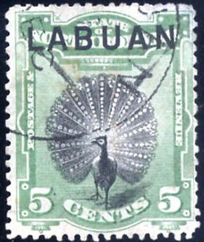 Great Argus Pheasant (Argusianus argus)