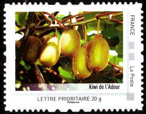 Kiwi from Adour