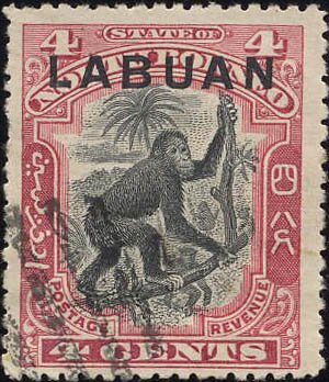Orangutan (Pongo sp.)