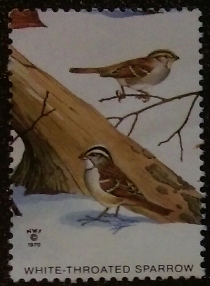 White Troated Sparrow