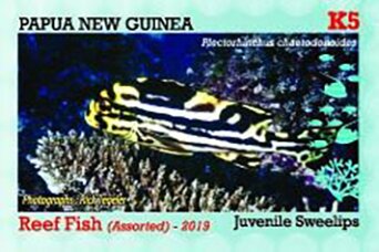 Sweetlips