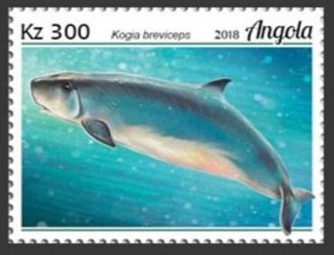 Stamp, Kogia breviceps, Angola,  , Animals (Fauna), Mammals, Sea (Marine) Mammals, Sea Life, Whales