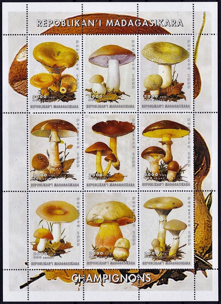 Mushrooms
