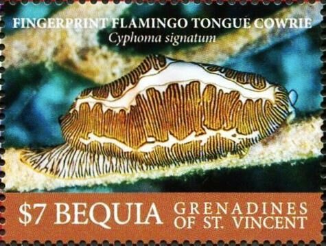 Fingerprint Flamingo Tongue Cowrie