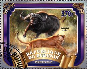 Stamp, Syncerus Caffer, Cinderellas,  , Animals (Fauna), Mammals