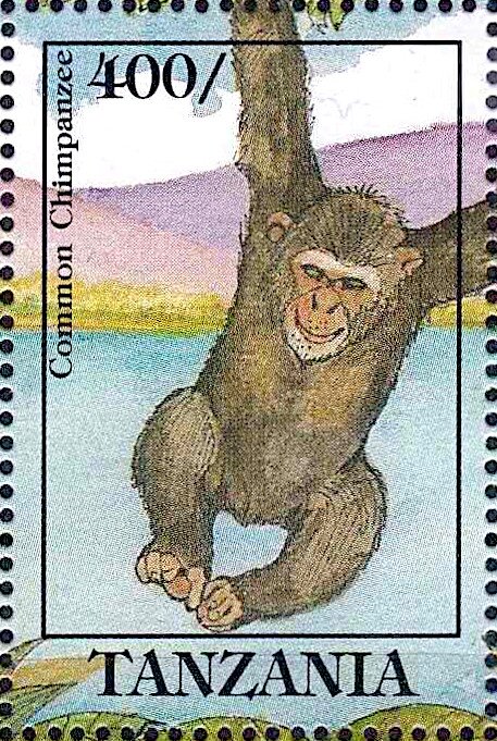 Common Chimpanzee