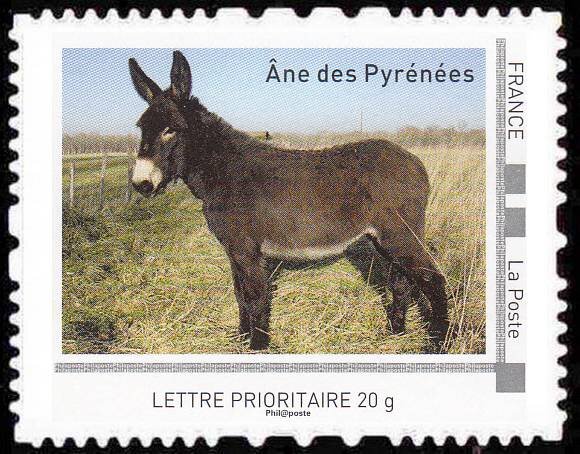 Donkey