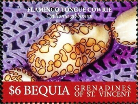 Flamingo Tongue Cowrie