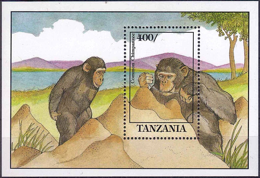 Common Chimpanzees