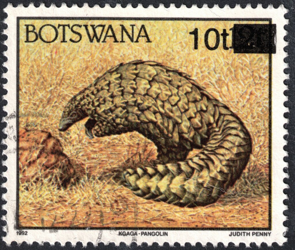 Ground Pangolin (Manis temminckii) Surcharged