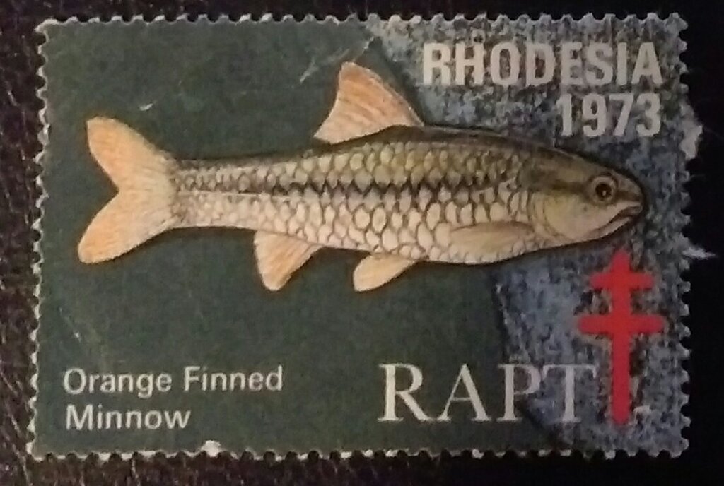RAPT Orange Finned Minnow