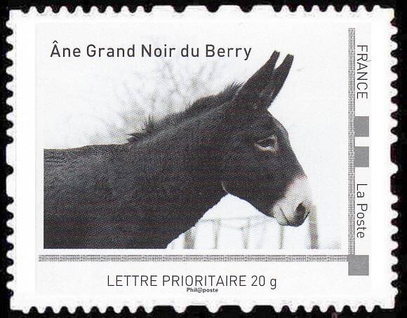 Donkey