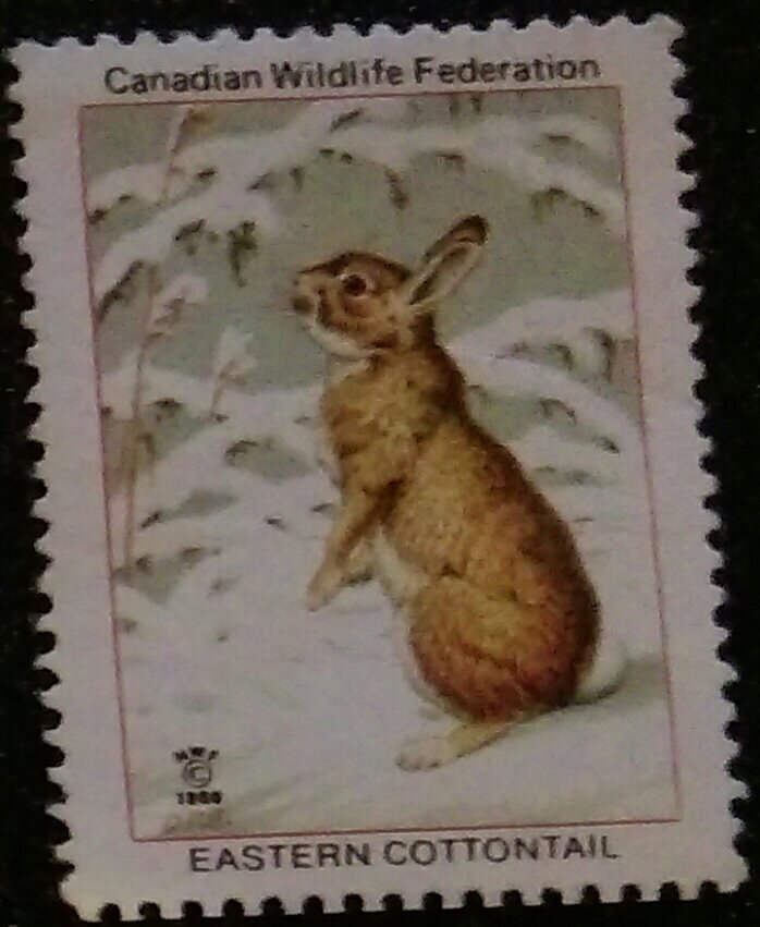 Eastern Cottontail Rabbit