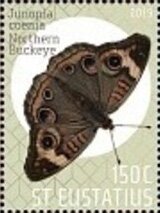 Butterflies of St Eustatius