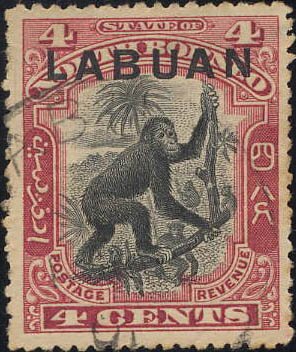 Orangutan (Pongo sp.)