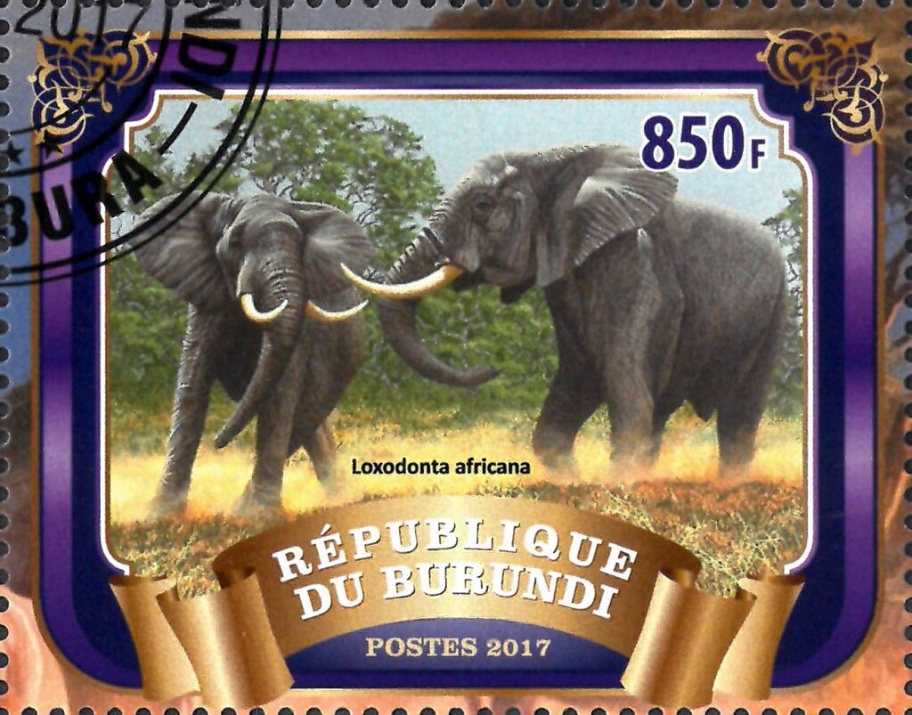 Loxodonta Arficana