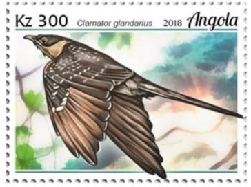 Stamp, Clamator glandarius, Angola,  , Animals (Fauna), Birds