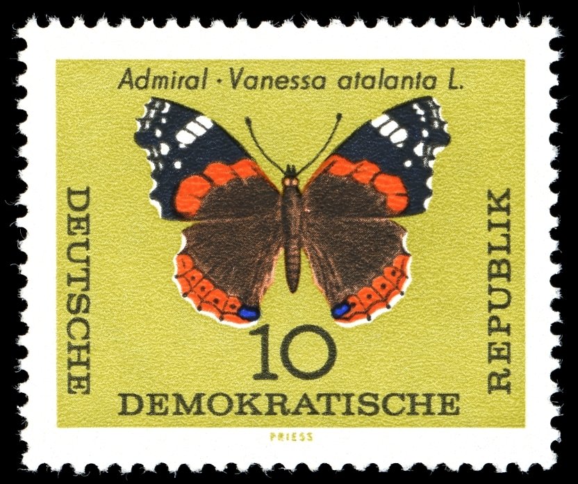 Red Admiral (Vanessa atalanta)