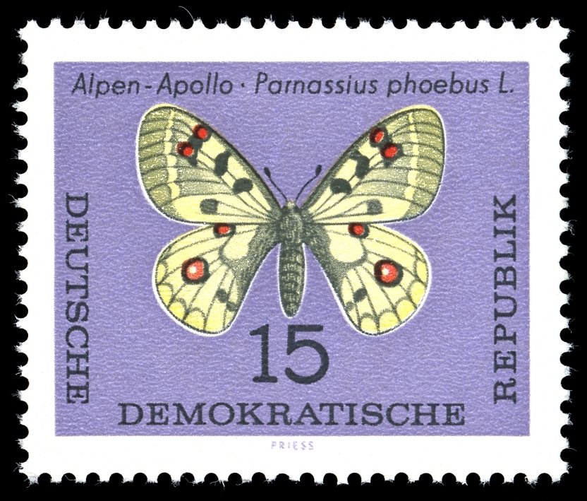 Small Apollo (Parnassius phoebus) 