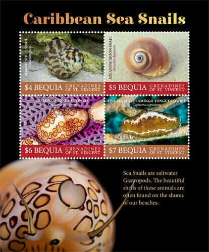 Sea Snails