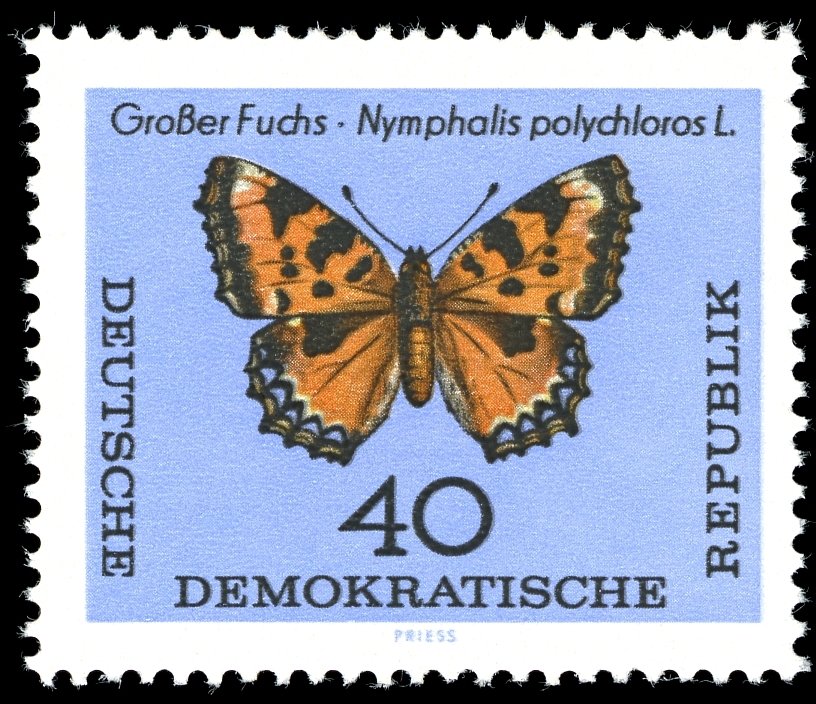 Large Tortoisesshell (Nymphalis polychloros)