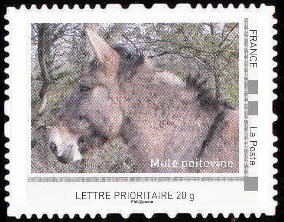 Mule