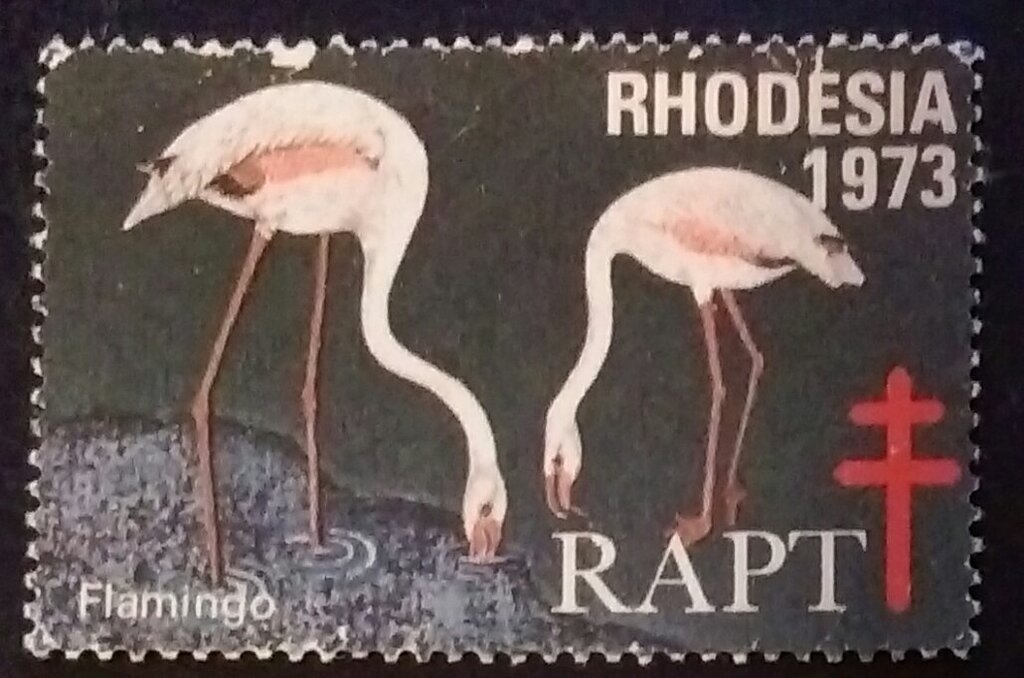 RAPT Flamingos