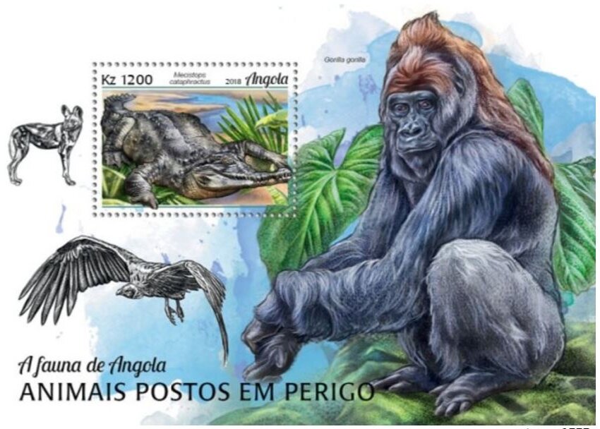 Mecistops cataphractus & Gorilla gorilla
