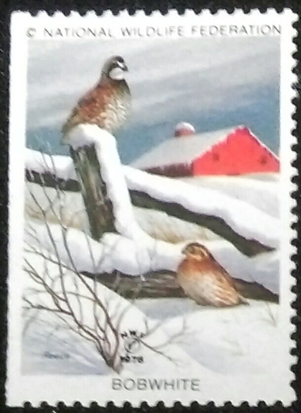 Bobwhite
