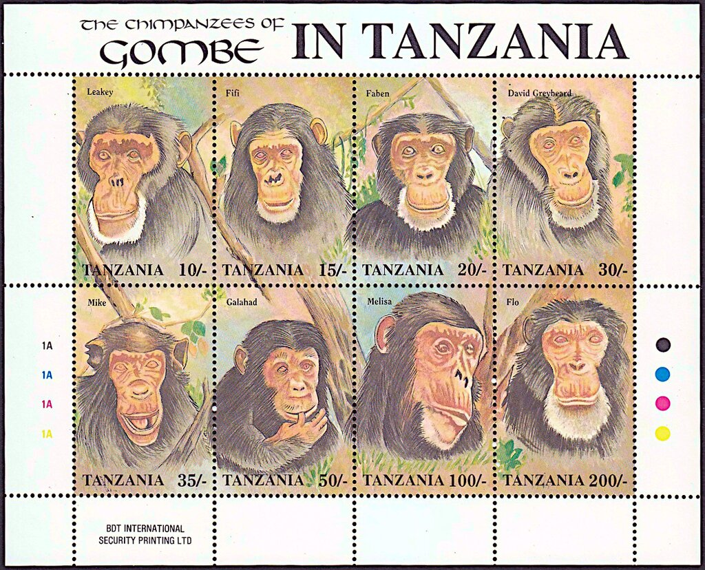 The Chimpanzees of Gombe in Tanzania