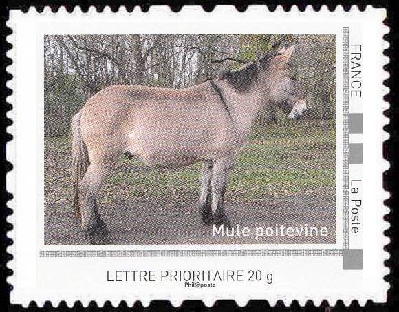 Mule
