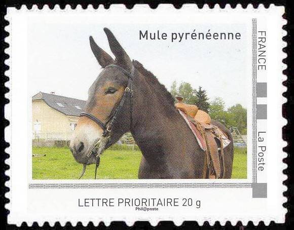 Mule