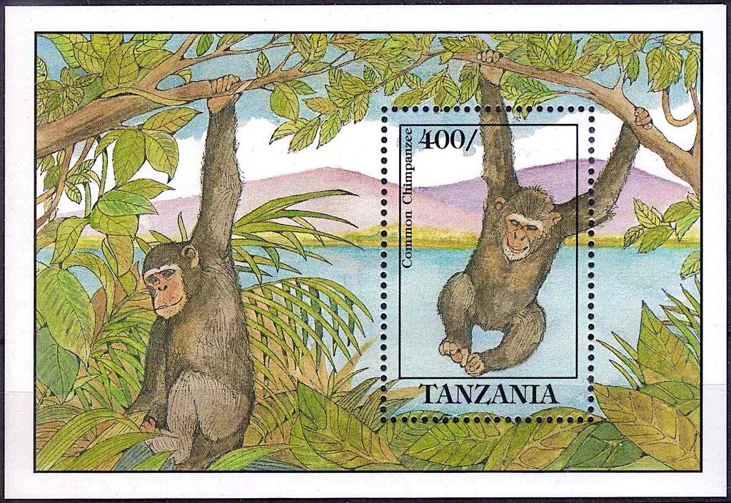 Common Chimpanzees